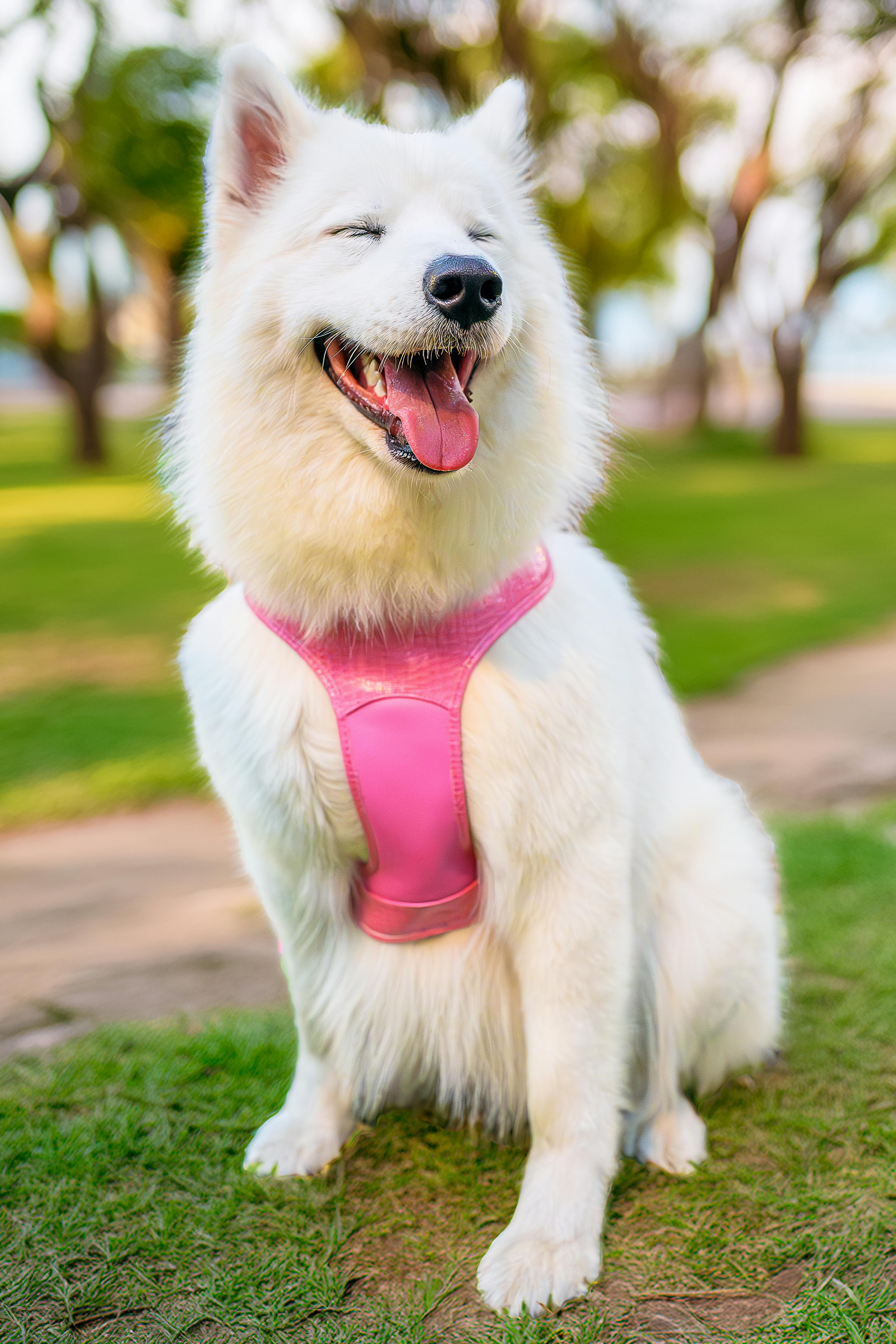Mascota 7
